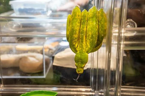 Green tree python Foto stock