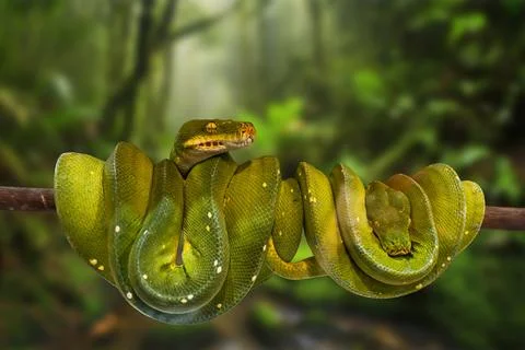 Green tree python Foto stock