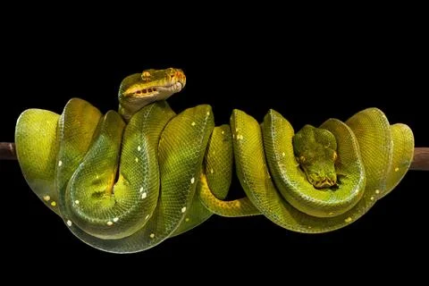 Green tree python Stock Photos