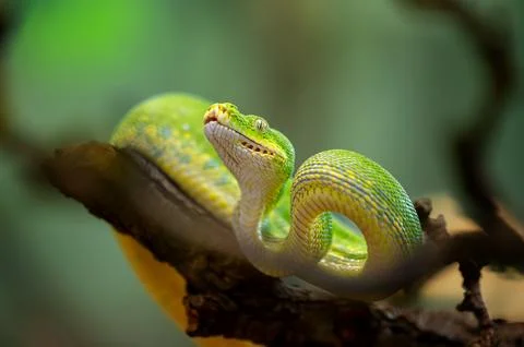 Green Tree Python prepared for attack in the jungle tree branch 스톡 사진