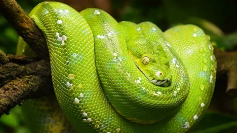 Green tree python profile portrait close up Vidéo 153914142