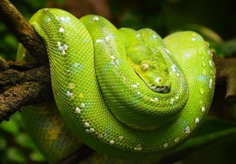 Green tree python profile portrait close up Foto stock