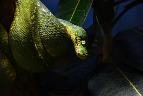 Green tree python profile portrait close up Stockfoto's
