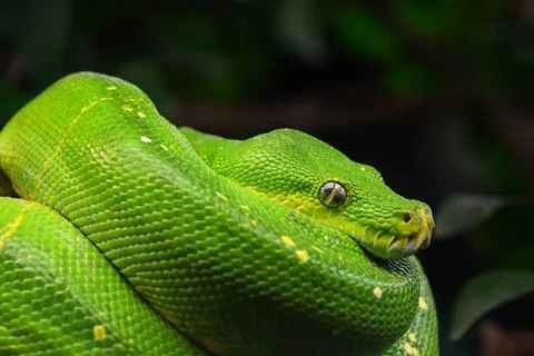 Green tree python profile portrait close up Close up side profile portrait... Stock-Fotos