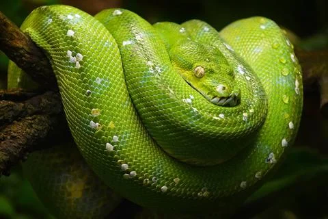 Green tree python profile portrait close up Close up side profile portrait... Stock-Fotos