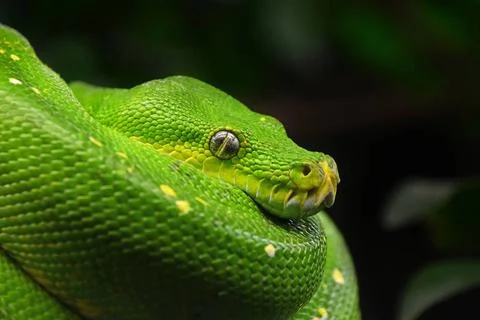 Green tree python profile portrait close up Close up side profile portrait... Stock-Fotos