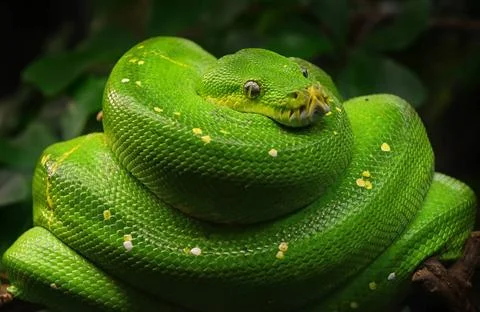 Green tree python profile portrait close up Close up side profile portrait... Stock-Fotos