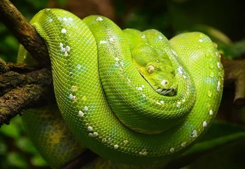 Green tree python profile portrait close up Close up side profile portrait... Stock-Fotos