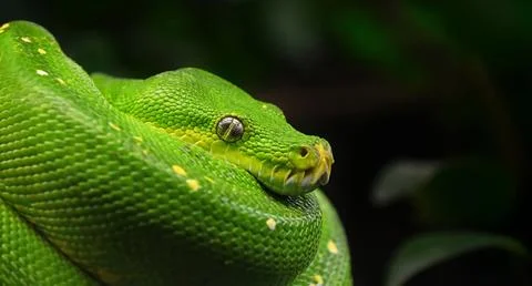 Green tree python profile portrait close up 스톡 사진