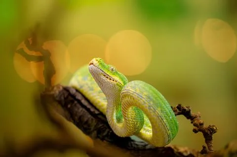 Green Tree Python Resting on a Branch in Jungle Setting 스톡 사진
