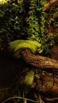 Green tree python resting on a branch in lush greenery. Vertical mobile photo 스톡 사진
