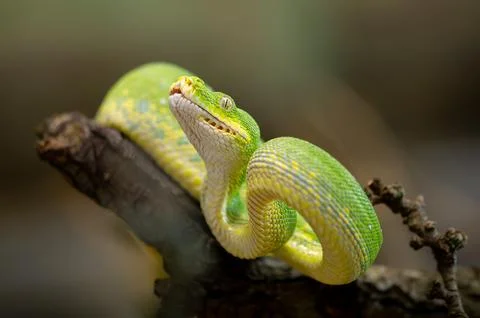 Green Tree Python Resting on a Branch with blurred background Foto stock