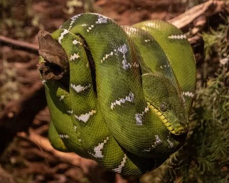 Green tree python resting on a branch in a lush forest habitat during dayli.. 写真素材