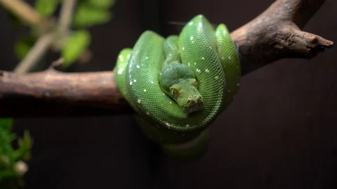 Green tree python roll on small branch in aquarium at zoo. Gimbal motion Vídeos de archivo 116679702