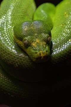 Green tree python sleeping - Morelia viridis Foto stock