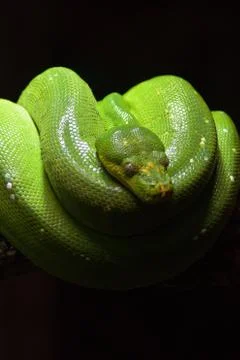 Green tree python sleeping in a terrarium - Morelia viridis 스톡 사진