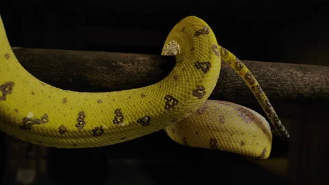 Green tree python slow slither along branch Video stock 171139478