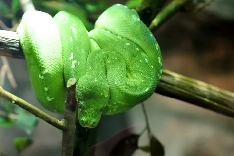 Green tree python snake on a branch. Morelia viridis Photos