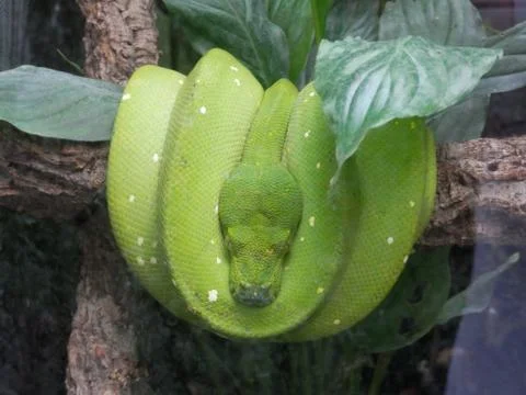 Green Tree Python Snake curled up and resting 写真素材