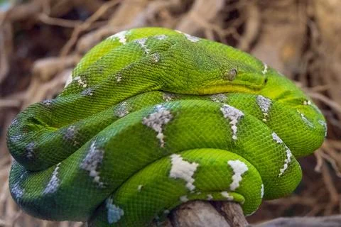 Green tree python snake Green tree python snake on tree branch Copyright: ... Foto stock