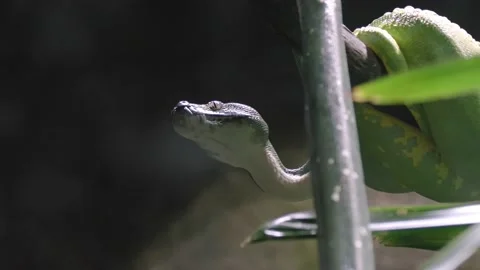 Green Tree Python Snake Hanging On A Branch In Bokeh Backdrop. Closeup Stock Footage 162811080
