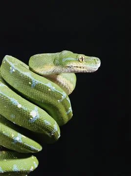 Green Tree Python, Snake Isolated on Black Background, High Resolution Foto stock