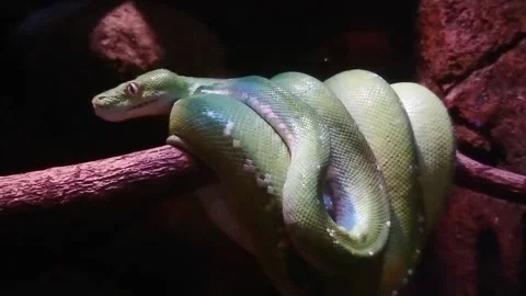 Green tree python snake (Morelia viridis) coiled around branch. Species of Stock Footage 143918243
