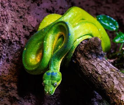 Green tree python snake Foto stock