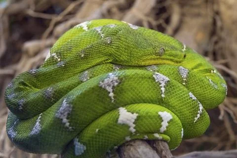Green tree python snake on tree branch Foto stock