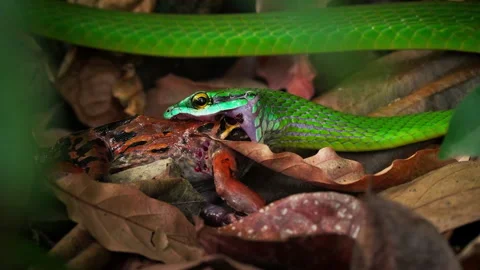 Green tree python swallows a pray on a forest floor Stock Footage 322171993