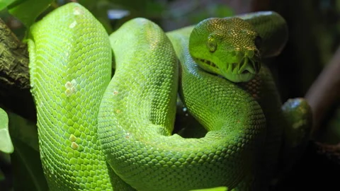 Green Tree Python tangled on branch Video stock 321766787