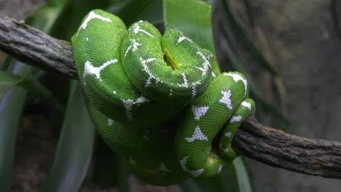 Green tree python tightly wrapped around branch in jungle Vídeos de archivo 87359687