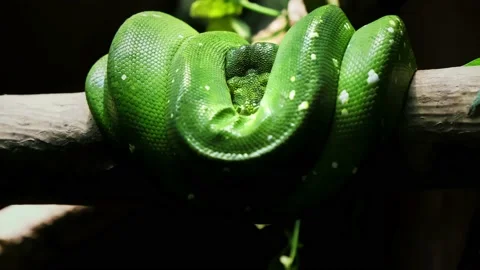 Green Tree Python on tree branch in zoo terrarium close-up. Morelia viridis.  Stock Footage 232880779