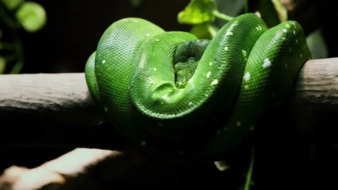 Green Tree Python on tree branch in zoo terrarium close-up. Morelia viridis. Big Video stock 244835364