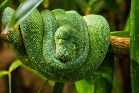 Green Tree Python On Tree Branch Foto stock