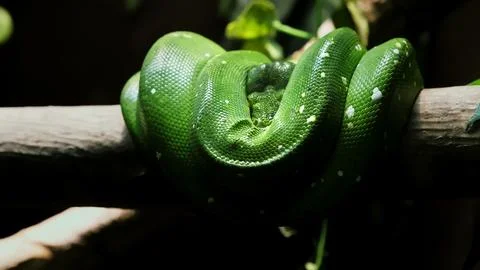 Green Tree Python on tree branch in zoo terrarium close-up. Morelia viridis.. 스톡 사진