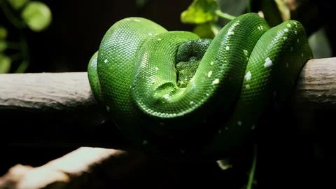 Green Tree Python on tree branch in zoo terrarium close-up. Morelia viridis.  Stock Photos