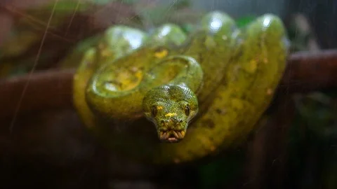 Green tree python on the tree, Chiangmai Thailand Vídeos de archivo 116160859