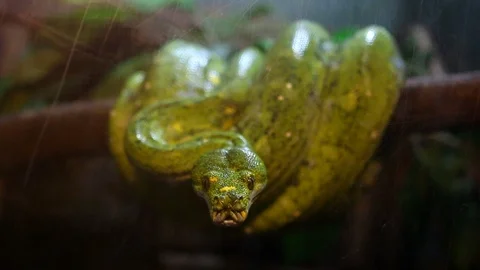 Green tree python on the tree, Chiangmai Thailand Vídeos de archivo 116160905