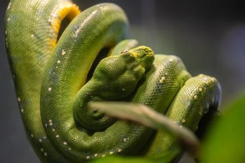 Green Tree Python in Tucson, Arizona Stock Photos