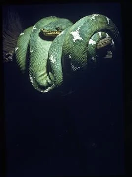 Green Tree Python, USA Foto stock