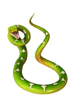 Green Tree Python on White Illustration