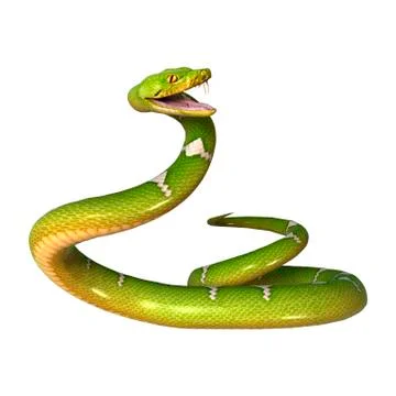 Green Tree Python on White Illustrazione stock