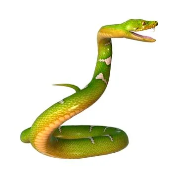 Green Tree Python on White Illustration