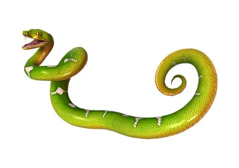 Green Tree Python on White Stock Illustration