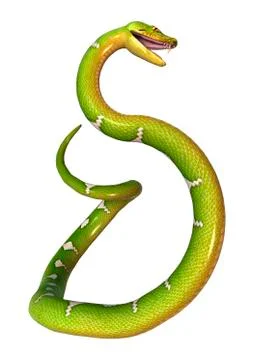 Green Tree Python on White Stock-Illustration