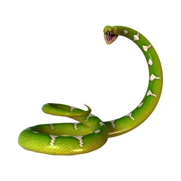 Green Tree Python on White Stock Illustration