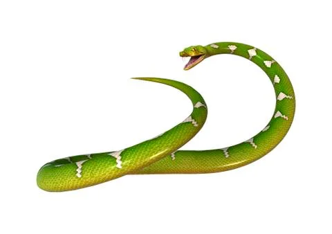 Green Tree Python on White Stock Illustration