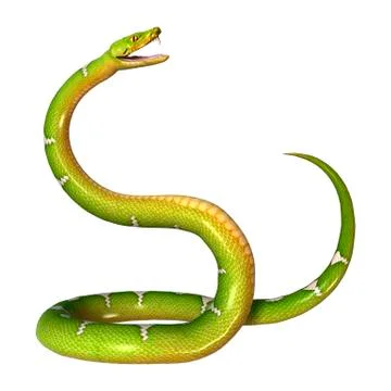 Green Tree Python on White Stock Illustration