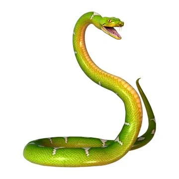 Green Tree Python on White Stock Illustration